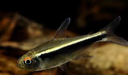 會(huì)群游的觀賞魚_成群觀賞魚_小型觀賞魚愛成群游的