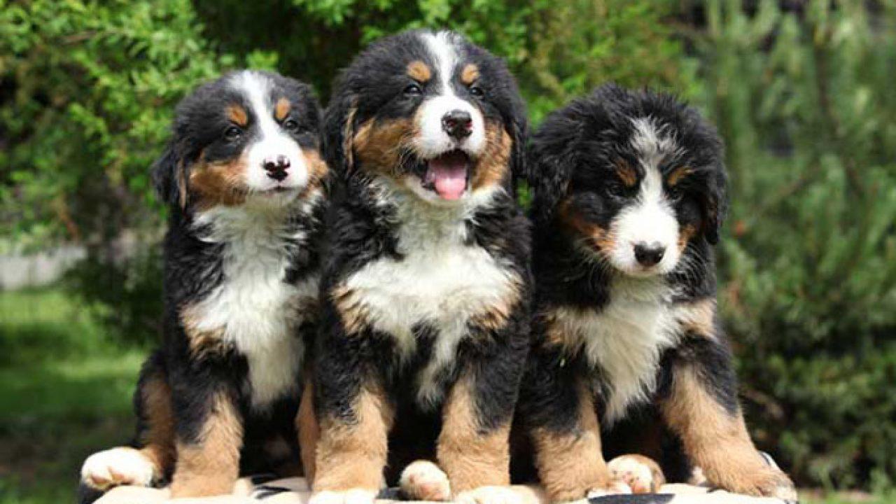 小狗特點有哪些特點_小狗特點有趣的地方寫短文_小狗有什么特點