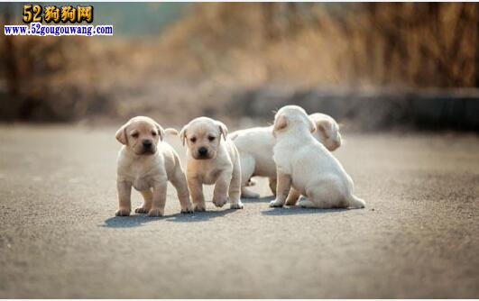 小拉布拉多犬多少錢一只_拉布拉多犬幣_狗市拉布拉多犬小犬多少錢一只