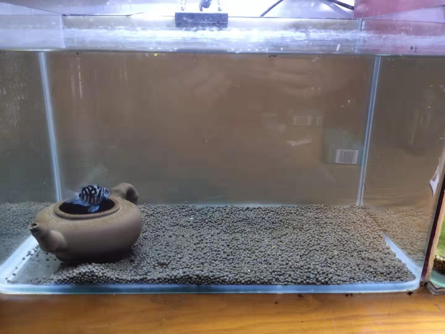 繁殖觀賞能魚養殖嗎_繁殖觀賞魚賣能掙錢嗎_觀賞魚能繁殖嗎