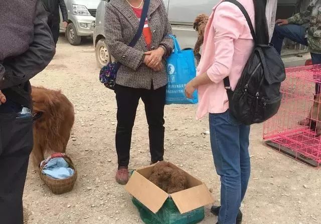 泰迪錢最少幾塊_泰迪多少錢一只_泰迪多少錢