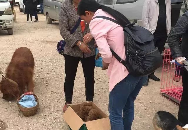 泰迪錢最少幾塊_泰迪多少錢一只_泰迪多少錢