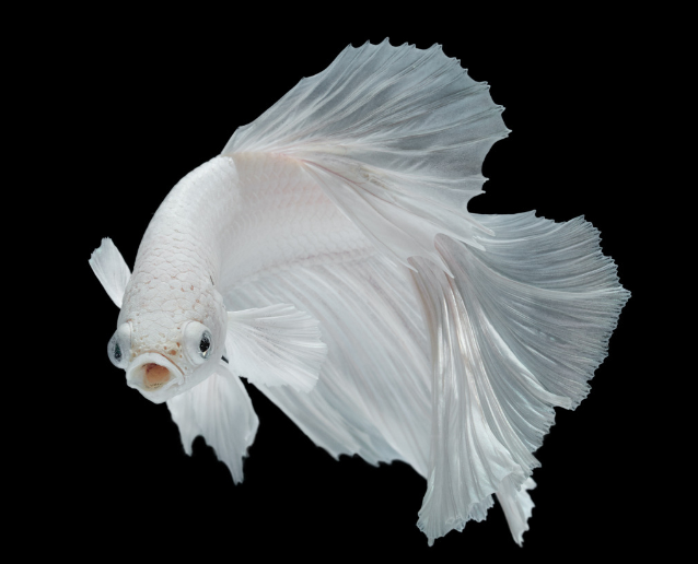 觀賞魚生小魚_觀賞小魚生了小魚_小魚觀賞魚生病怎么辦