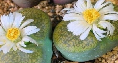 比較少見的多肉_少見多肉植物_多肉罕見品種