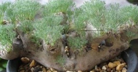 比較少見的多肉_少見多肉植物_多肉罕見品種