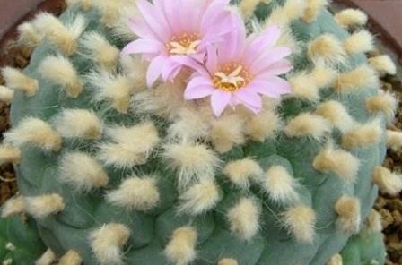 多肉罕見品種_少見多肉植物_比較少見的多肉