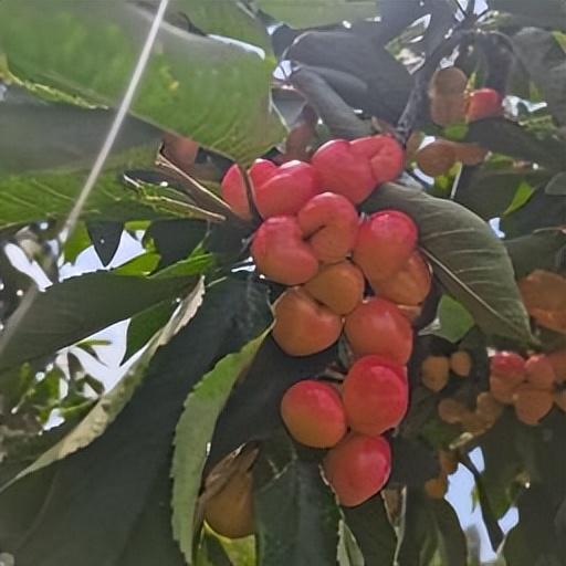 怎樣當好辦公室主任（禁忌篇）