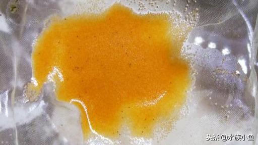 繁殖觀賞魚斑馬魚能長多大_繁殖觀賞魚斑馬魚能吃嗎_觀賞魚斑馬魚怎樣繁殖