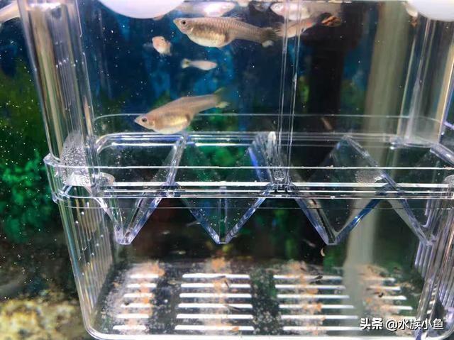 觀賞魚斑馬魚怎樣繁殖_繁殖觀賞魚斑馬魚能吃嗎_繁殖觀賞魚斑馬魚能長多大