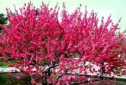 多肉碧桃用什么土種_多肉碧桃用什么肥料_多肉碧桃用什么土