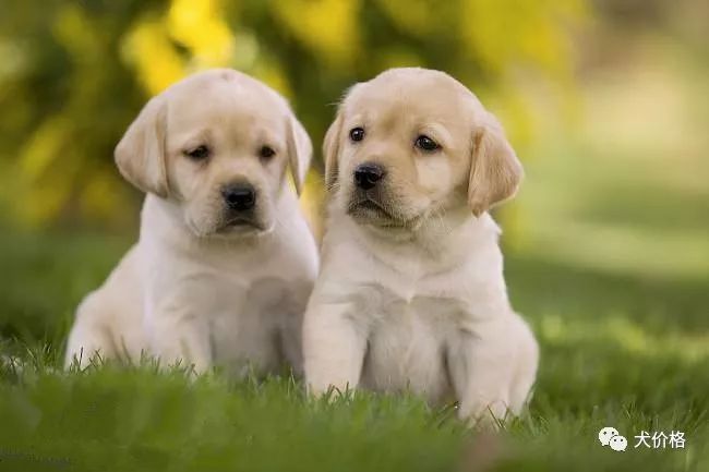 拉布拉多價格多少錢一只_拉布拉多價格_拉不拉布拉多犬價格