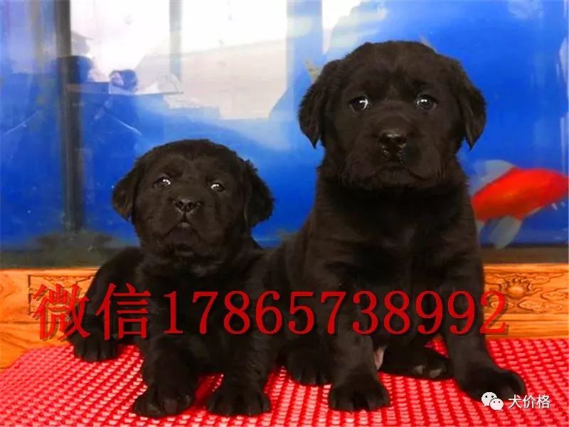 拉布拉多價格多少錢一只_拉不拉布拉多犬價格_拉布拉多價格