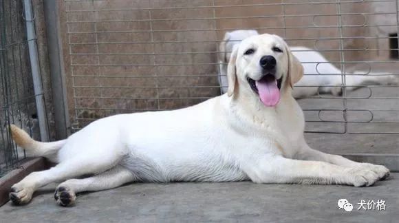 拉不拉布拉多犬價格_拉布拉多價格_拉布拉多價格多少錢一只