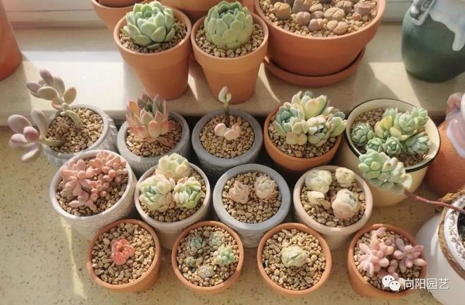 都說顆粒土好用，多肉會不會長的慢？養分從