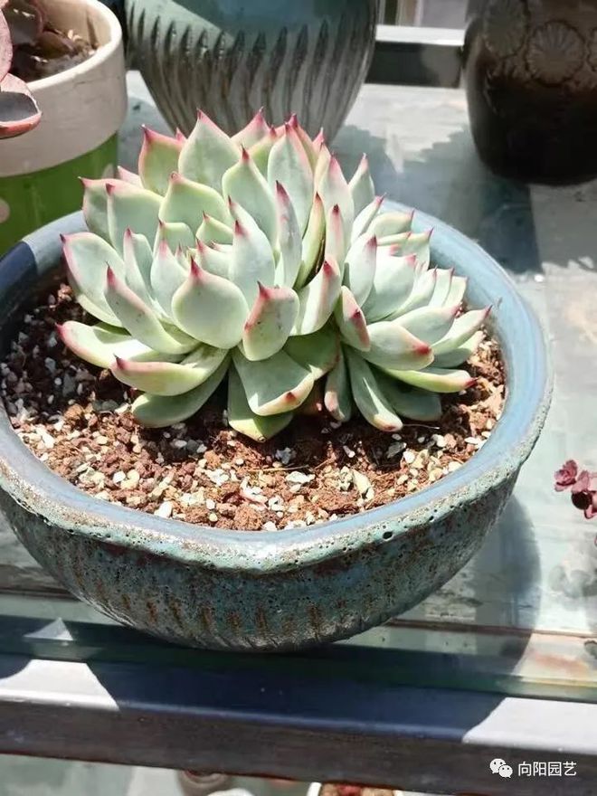 純顆粒養多肉好嗎_純顆粒養多肉選多大顆粒_純顆粒養多肉對比