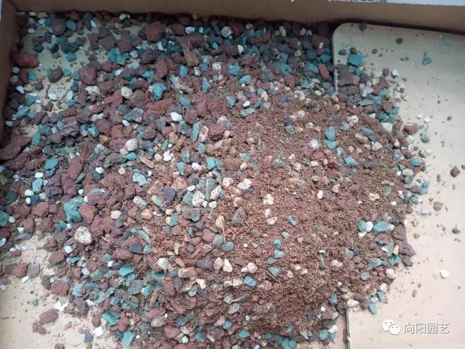 純顆粒養多肉好嗎_純顆粒養多肉對比_純顆粒養多肉選多大顆粒