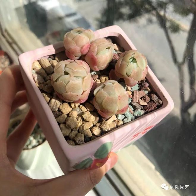 純顆粒養多肉對比_純顆粒養多肉好嗎_純顆粒養多肉選多大顆粒