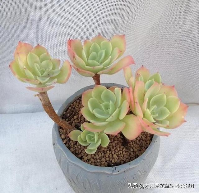 多肉檸檬玫瑰太好養了吧，4個小技巧養出手