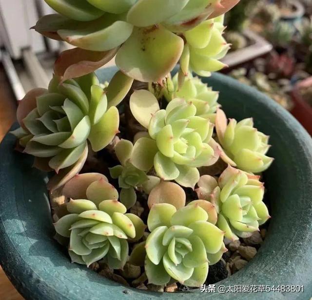 多肉碧桃的養殖方法和注意事項_多肉植物碧桃的養護_碧桃多肉冬天怎么養