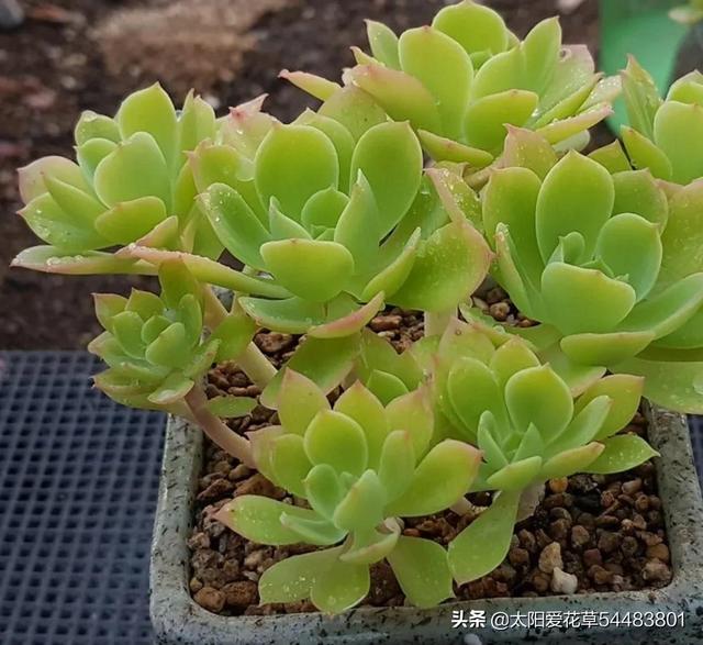 多肉植物碧桃的養護_多肉碧桃的養殖方法和注意事項_碧桃多肉冬天怎么養