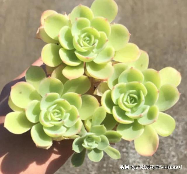 多肉碧桃的養殖方法和注意事項_碧桃多肉冬天怎么養_多肉植物碧桃的養護