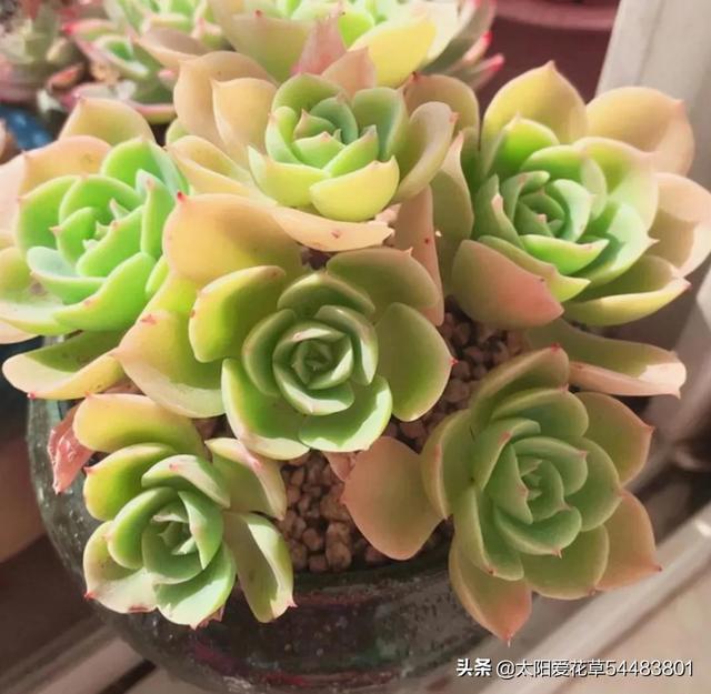 多肉碧桃的養殖方法和注意事項_多肉植物碧桃的養護_碧桃多肉冬天怎么養