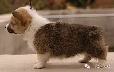 狗為什么要斷尾_狗要斷尾巴多大合適_為什么狗要斷尾