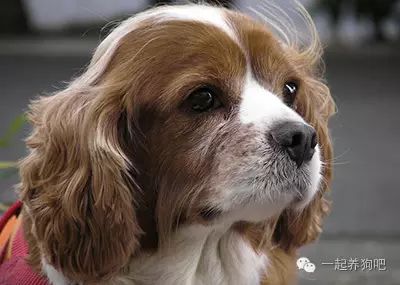 狗為什么要斷尾_為什么狗要斷尾_狗要斷尾巴多大合適