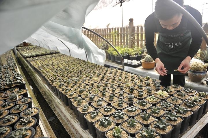 多肉本名叫什么_總寫名言的叫迭名_多肉命名怎么來的