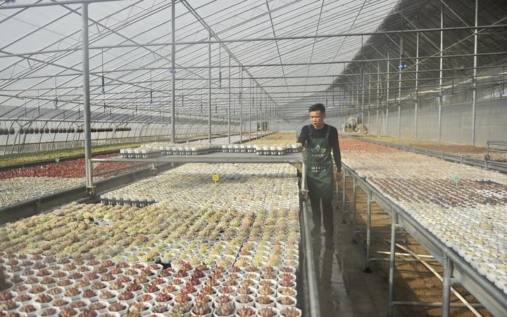 多肉本名叫什么_多肉命名怎么來的_總寫名言的叫迭名