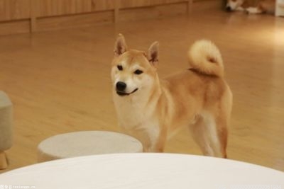 狗狗肚子拉稀怎么辦_狗狗拉肚子了怎么辦最有效_狗狗啦肚子