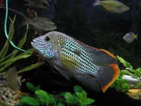 紅寶石魚顏色_觀賞魚紅寶石_觀賞寶石魚紅色是什么