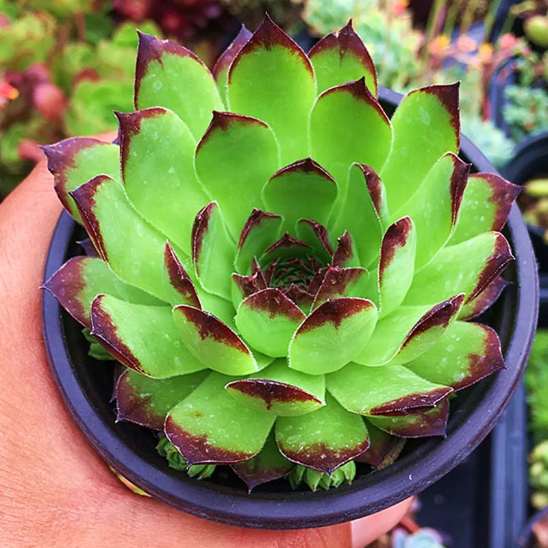 冬天好養的多肉有哪些品種_冬天好養活的多肉_冬天最好養的多肉植物