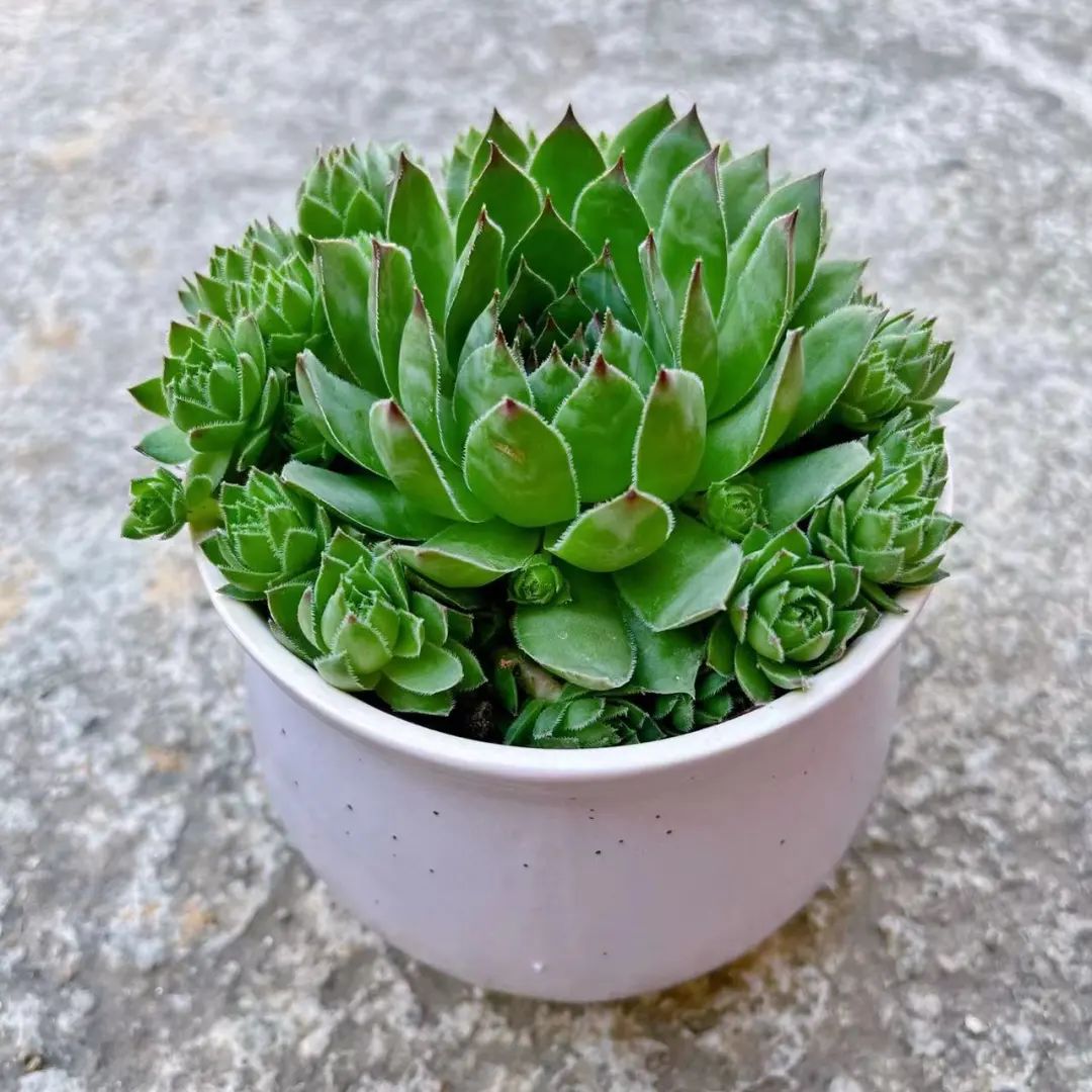 冬天好養的多肉有哪些品種_冬天好養活的多肉_冬天最好養的多肉植物