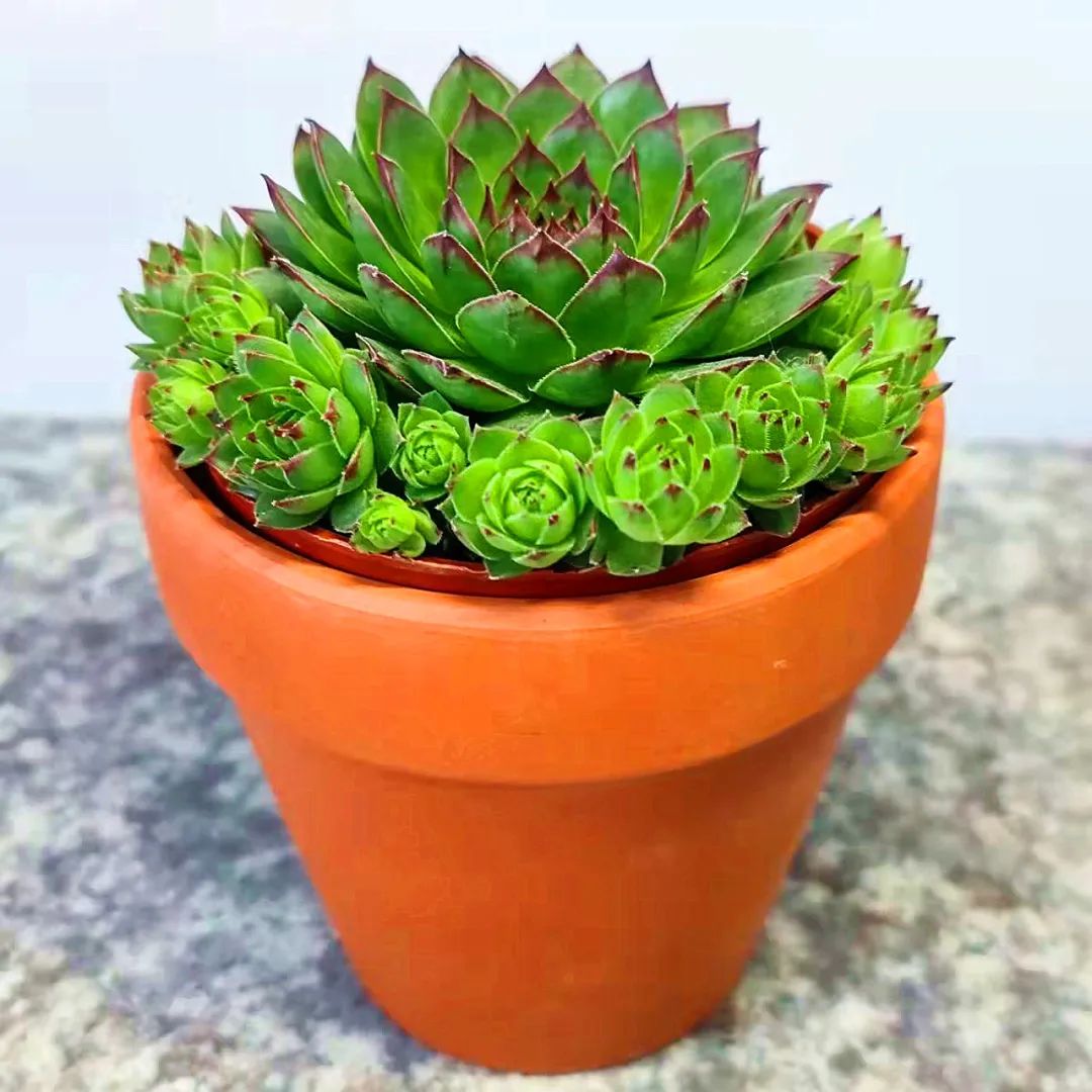 冬天好養的多肉有哪些品種_冬天最好養的多肉植物_冬天好養活的多肉