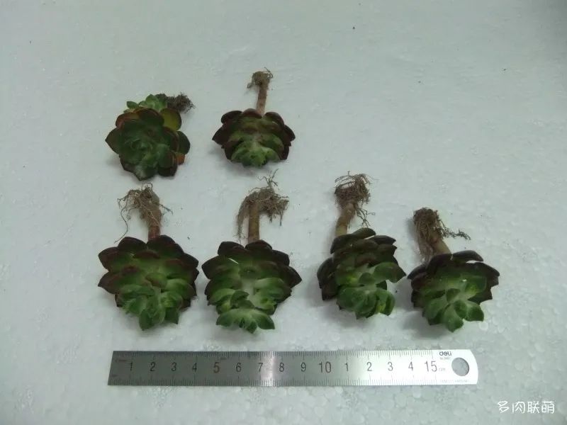 冬養(yǎng)活多肉容易天天死嗎_冬天養(yǎng)多肉容易活嗎_冬養(yǎng)活多肉容易天天澆水嗎