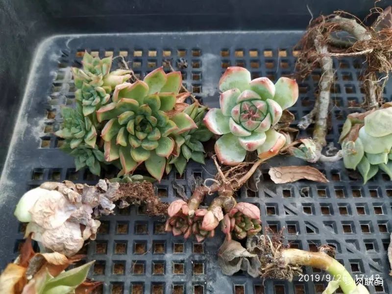 冬天養(yǎng)多肉容易活嗎_冬養(yǎng)活多肉容易天天死嗎_冬養(yǎng)活多肉容易天天澆水嗎