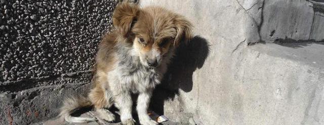 撿忌諱狗回家有什么講究_撿狗回家有忌諱嗎_撿忌諱狗回家有什么說法