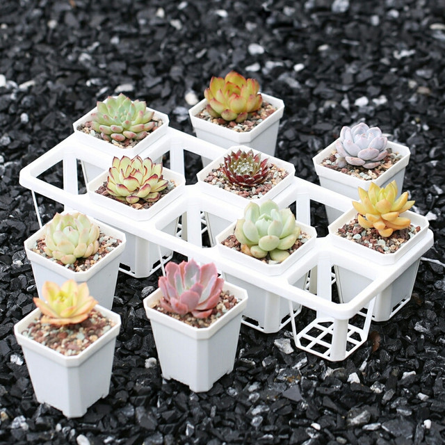 多肉粗樁怎么養成_粗桿多肉_多肉怎么養的粗壯