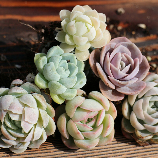 多肉怎么養的粗壯_粗桿多肉_多肉粗樁怎么養成