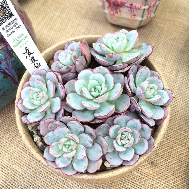 多肉怎么養的粗壯_粗桿多肉_多肉粗樁怎么養成