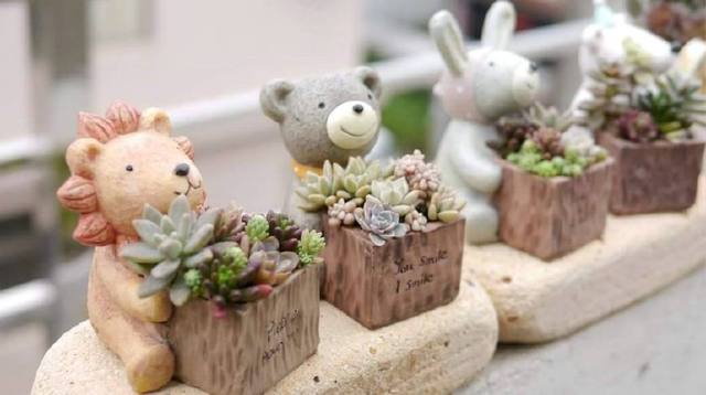 粗桿多肉_多肉怎么養的粗壯_多肉粗樁怎么養成