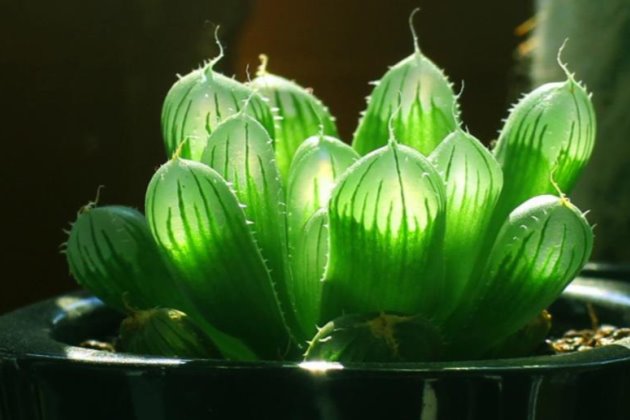 玉露冬天怎么養？冬季多肉植物玉露的養殖方