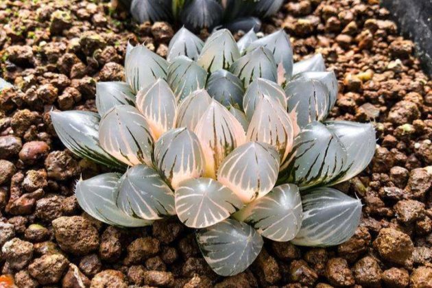 冬天怎么栽多肉_多肉冬天種植注意事項_冬天怎樣栽多肉