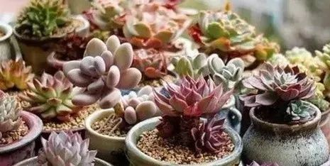 冬天不要把多肉放這些地方，對肉肉傷害很大