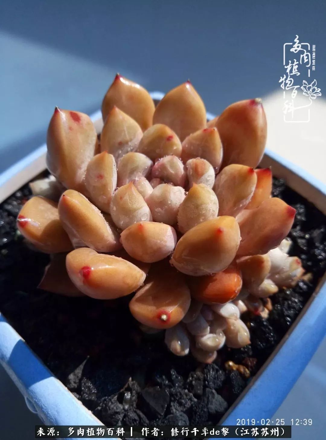 暗冰多肉怎么養_多肉暗冰怎么養_多肉暗冰貴嗎