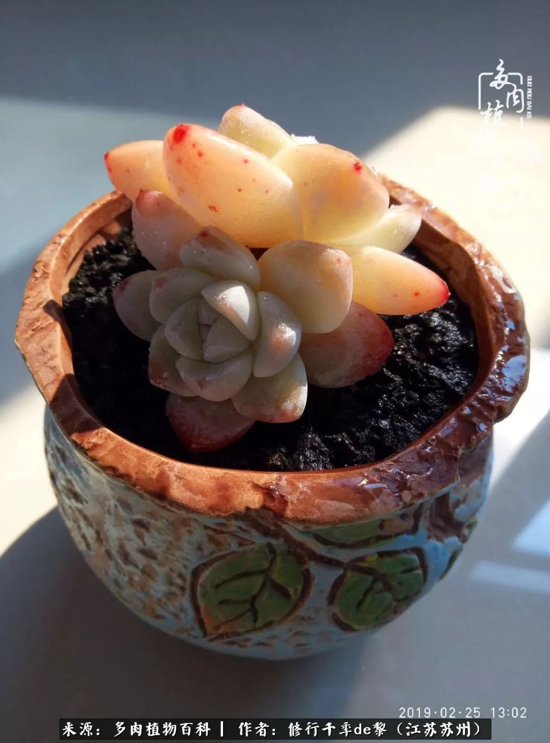 多肉暗冰貴嗎_多肉暗冰怎么養_暗冰多肉怎么養