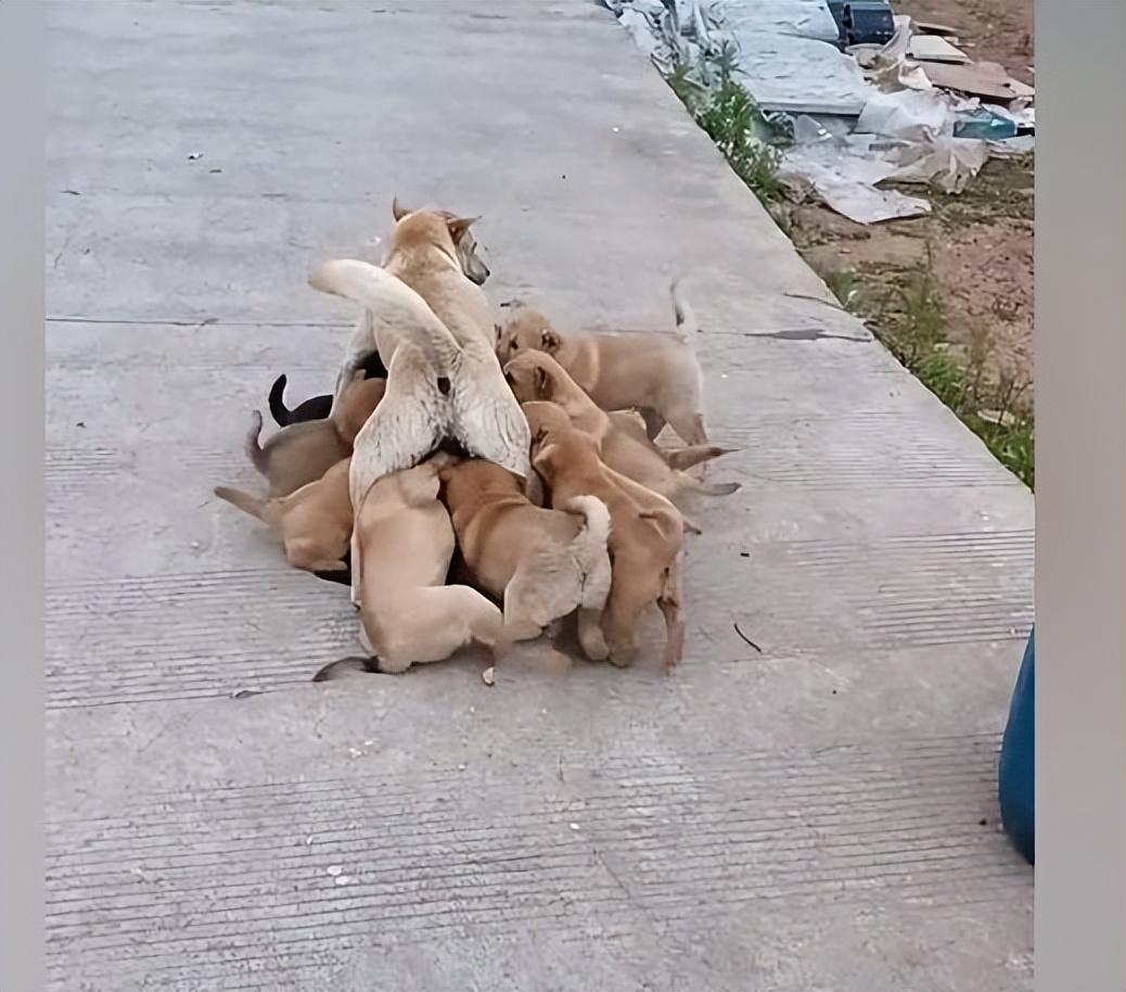 傾城狂妃強(qiáng)撩魔皇生崽_模擬動(dòng)物人生2獅子生崽過程_小狗幾個(gè)月生小狗崽