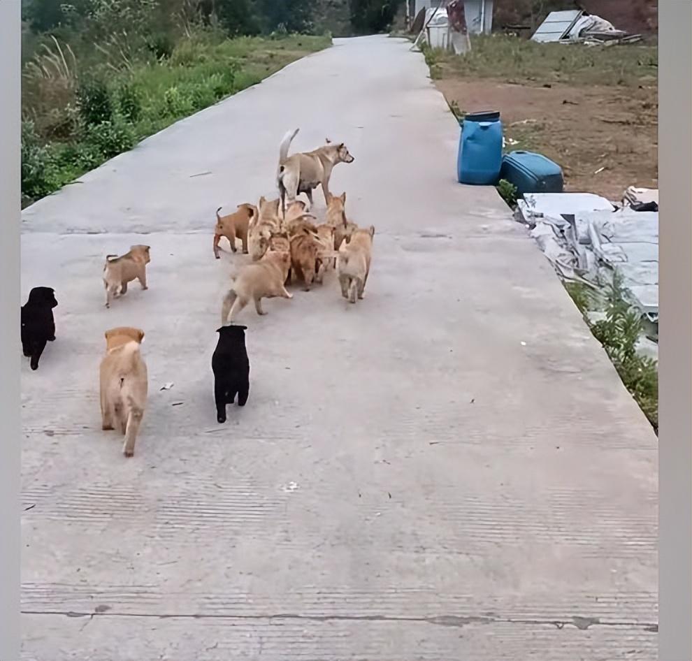 模擬動(dòng)物人生2獅子生崽過程_小狗幾個(gè)月生小狗崽_傾城狂妃強(qiáng)撩魔皇生崽