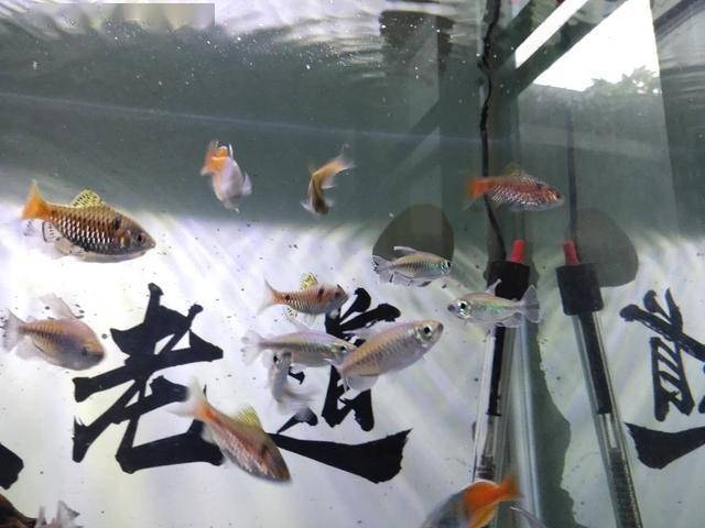 魚觀賞淡水小型魚能吃嗎_小型淡水魚觀賞魚_魚觀賞淡水小型魚有哪些